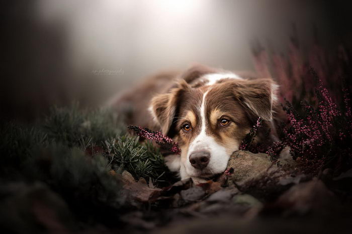 Удивительные фотографии собак Ria Putzker