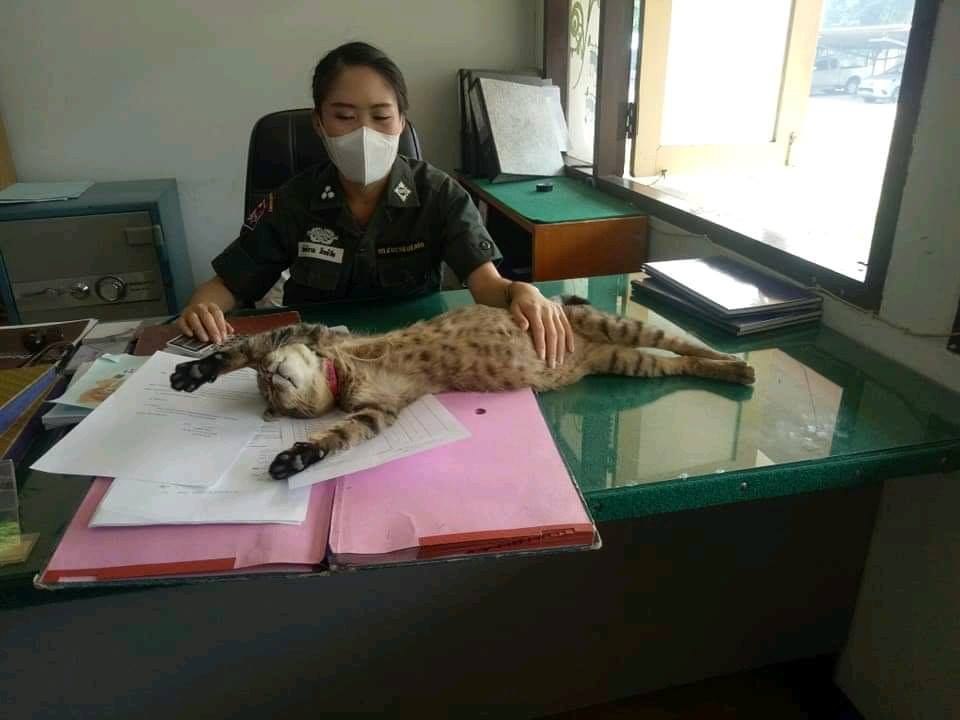 В Таиланде кот стал «пушистым» полицейским