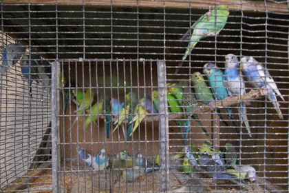 Таможенники задержали 125 контрабандных попугаев