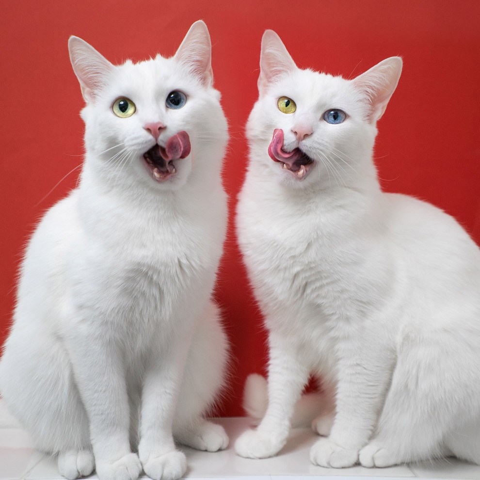 Уникальные кошки с разными цветами глаз. Фото