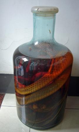 Китаянку укусила «алкогольная» змея из бутылки
