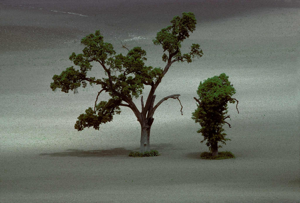 Фотограф нашел способ показать красоту деревьев. Фото