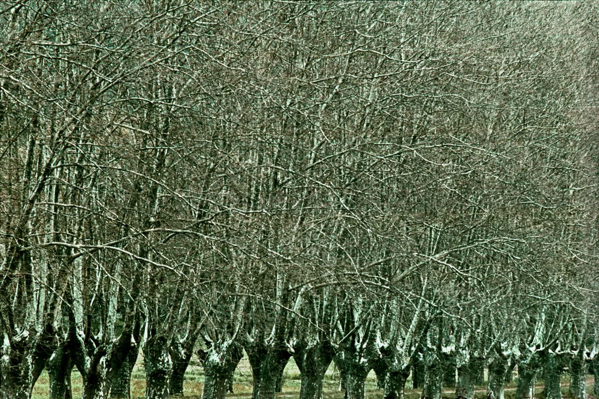 Фотограф нашел способ показать красоту деревьев. Фото