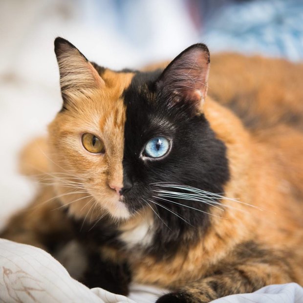 Как выглядят две самые уникальные кошки в мире: двухцветные химеры. ФОТО
