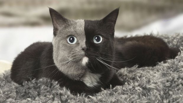 Как выглядят две самые уникальные кошки в мире: двухцветные химеры. ФОТО