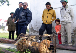 Во Вьетнаме о причастности к казни похитителей собак заявили сотни человек