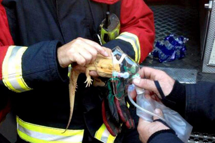 Британские пожарные откачали угоревшую бородатую ящерицу