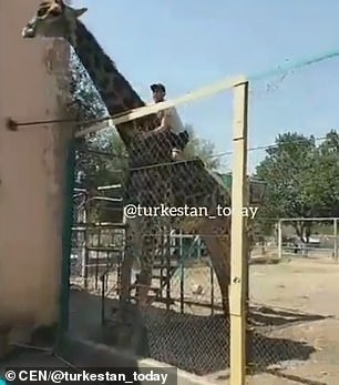 Пьяный посетитель перелез через забор зоопарка, чтобы покататься на жирафе. ВИДЕО