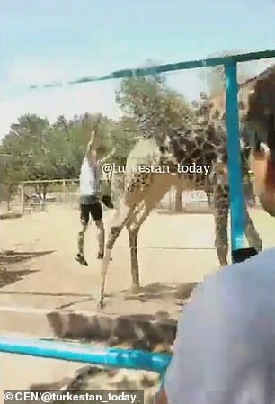 Пьяный посетитель перелез через забор зоопарка, чтобы покататься на жирафе. ВИДЕО