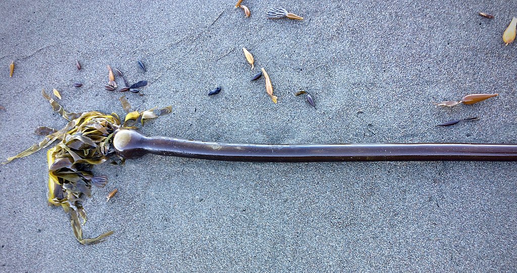 На побережьях Чукотского полуострова обнаружили огромных «морских змей» из США. ФОТО