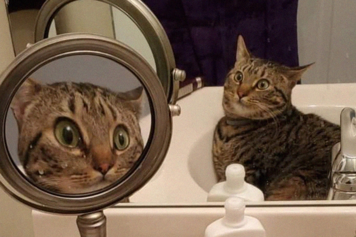 Пользователей интернета рассмешило фото удивленной кошки. ФОТО
