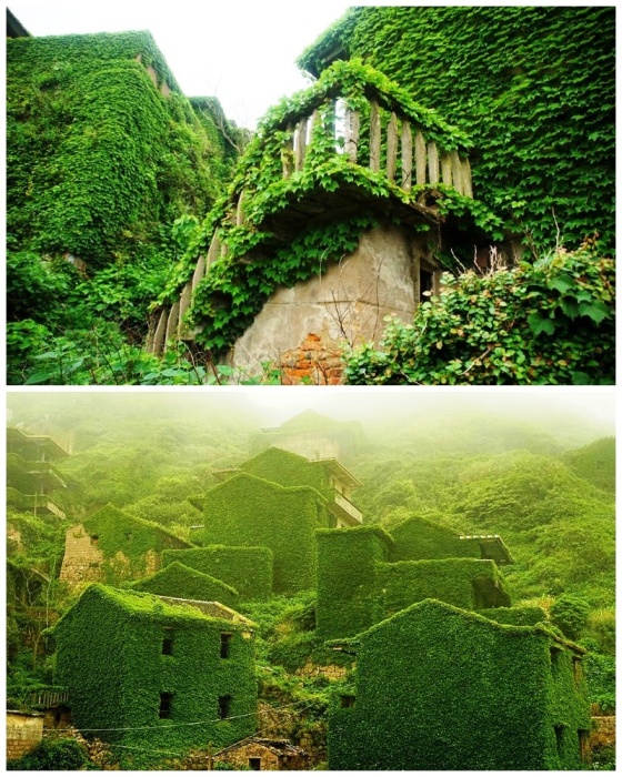 Все каменные строения со временем превратились в настоящий «плющевый» мир (Архипелаг Shengsi, Китай). | Фото: loveopium.ru.