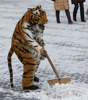 В Киеве милиция препятствует расчистке от снега дорожек к избирательным участкам 