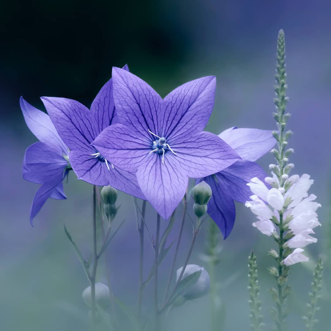 Красивые фотографии цветов от Владимира Князева. ФОТО