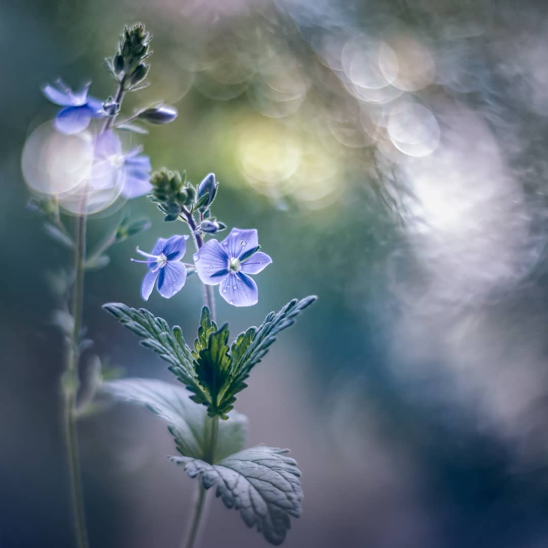 Красивые фотографии цветов от Владимира Князева