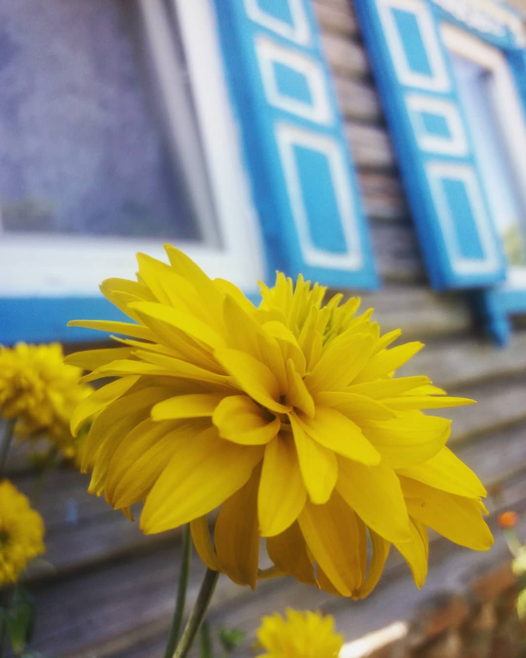 Весь украинский сегмент Instagram сегодня был раскрашен в сине-желтые цвета. И это прекрасно! Фото - @ira_rusacosa