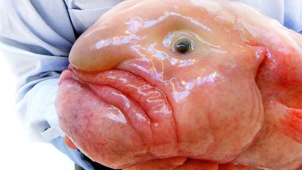 Интернет рассмешила самая «печальная» рыба в мире. ФОТО