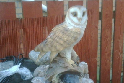 «Страдающая сова» в шотландском саду оказалась скульптурой 