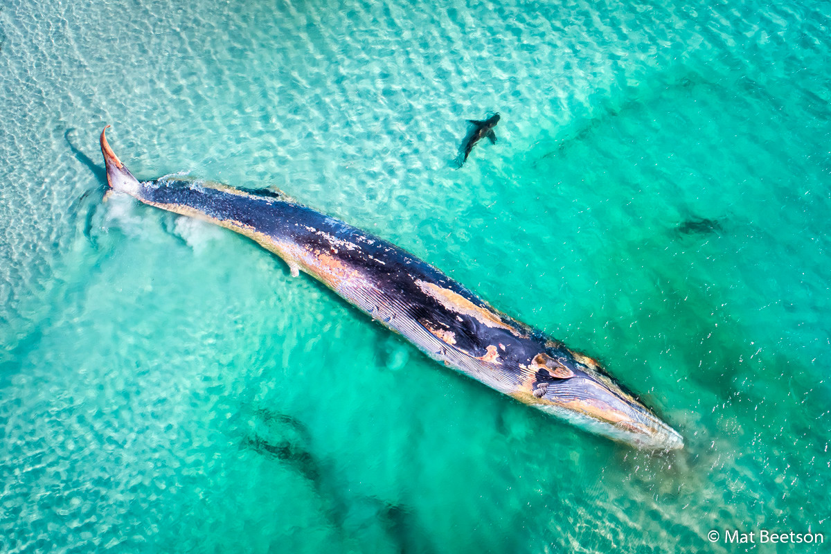 Победители фотоконкурса Australian Geographic Nature Photographer of the Year 2019