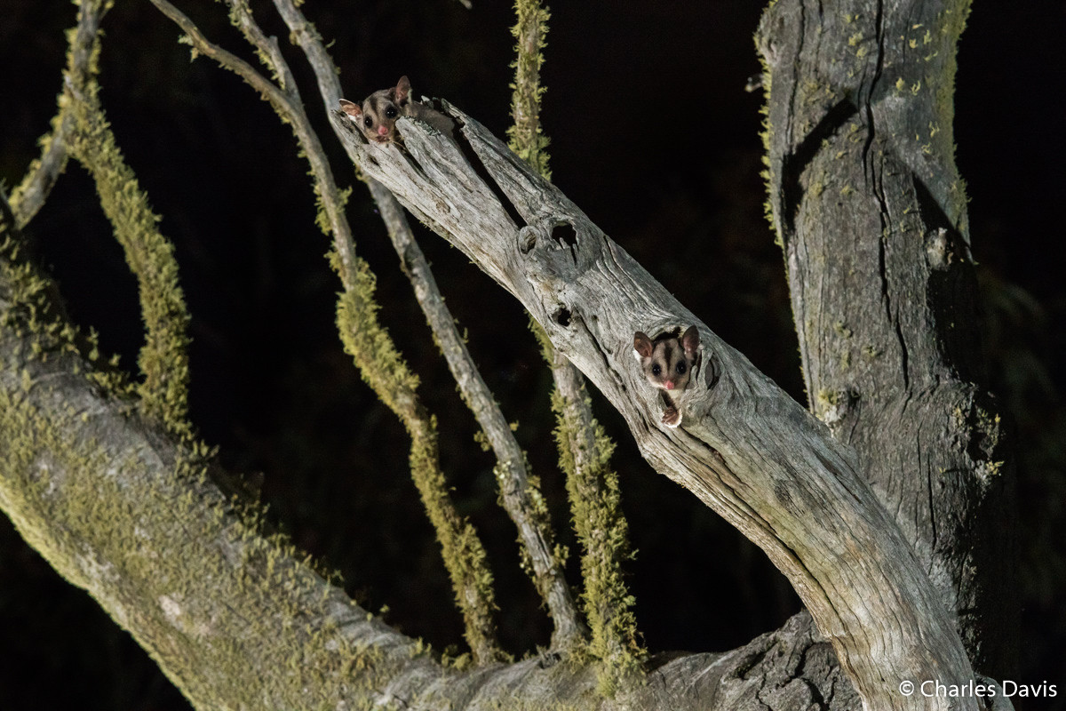 Победители фотоконкурса Australian Geographic Nature Photographer of the Year 2019