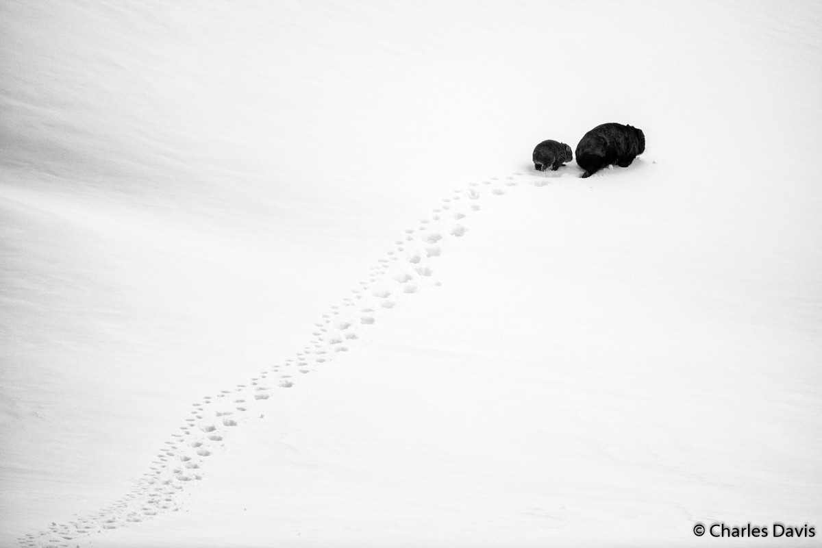 Победители фотоконкурса Australian Geographic Nature Photographer of the Year 2019