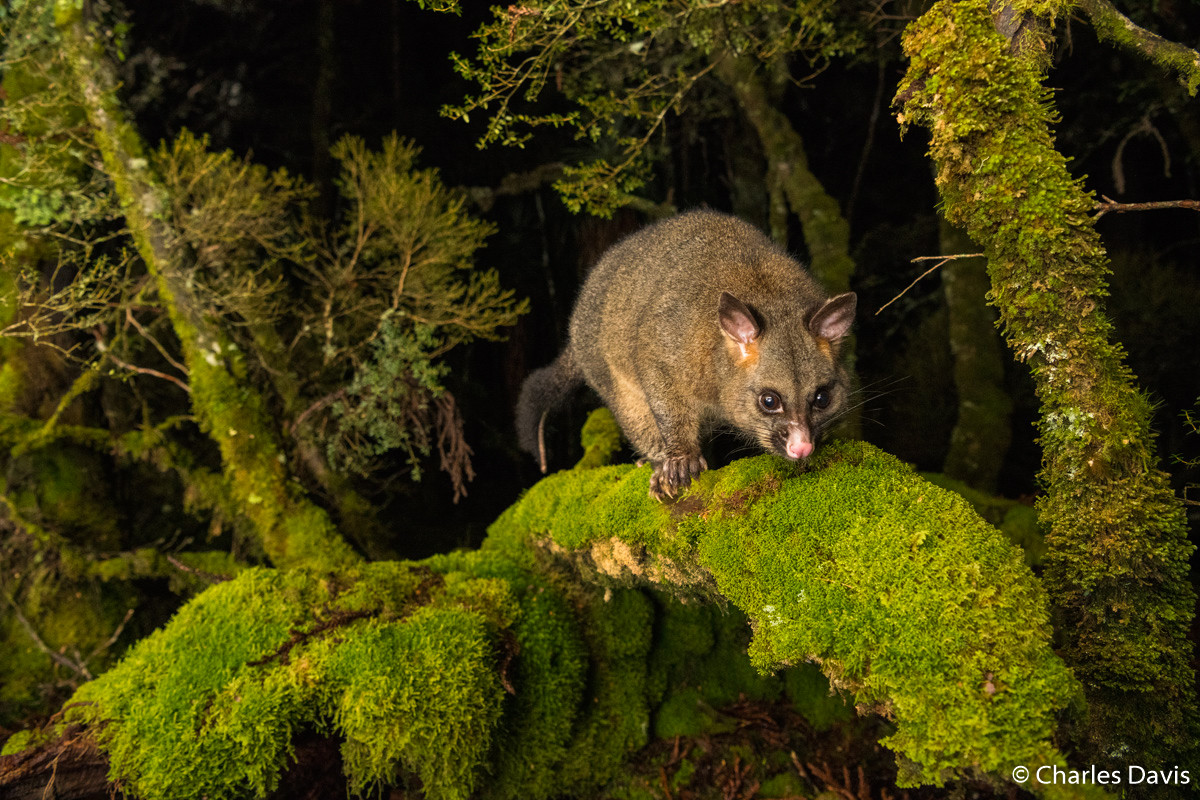 Победители фотоконкурса Australian Geographic Nature Photographer of the Year 2019