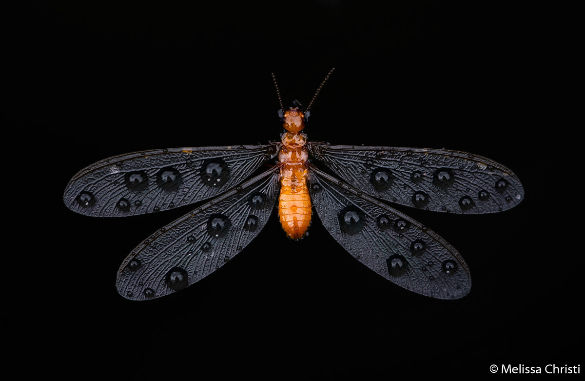 Победители фотоконкурса Australian Geographic Nature Photographer of the Year 2019