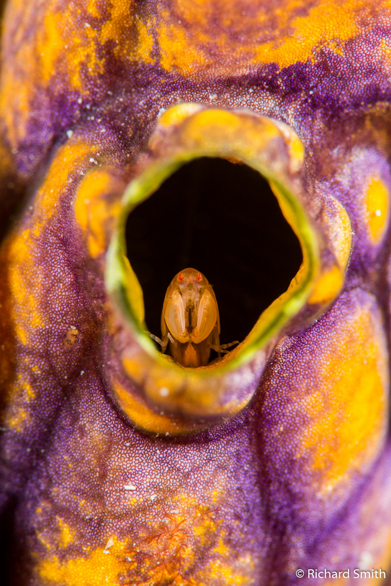 Победители фотоконкурса Australian Geographic Nature Photographer of the Year 2019