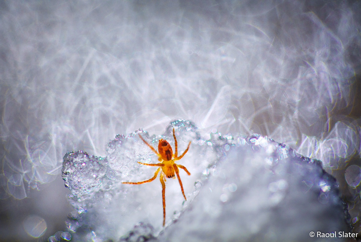 Победители фотоконкурса Australian Geographic Nature Photographer of the Year 2019