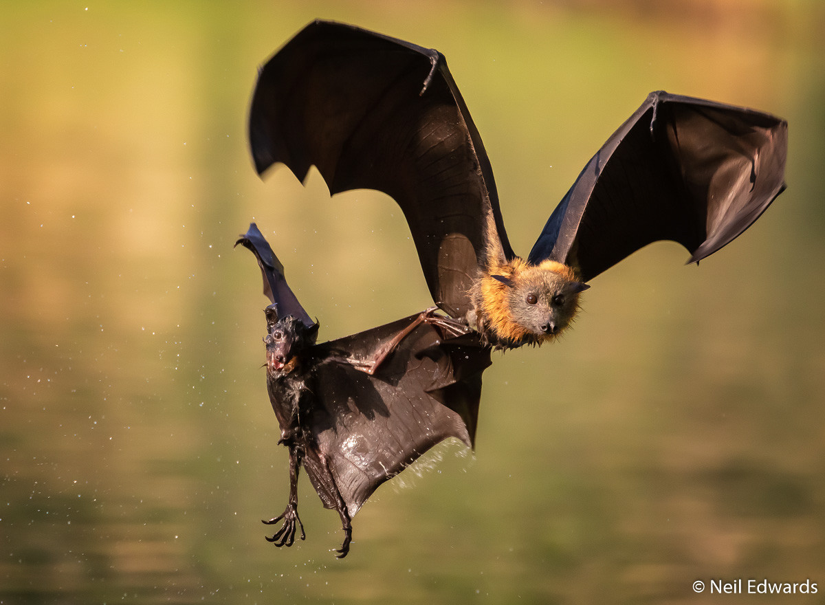 Победители фотоконкурса Australian Geographic Nature Photographer of the Year 2019