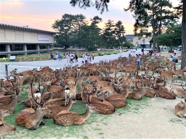 Удивительный японский город оленей Нара