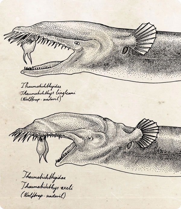 Тауматихты - странные существа морских глубин
