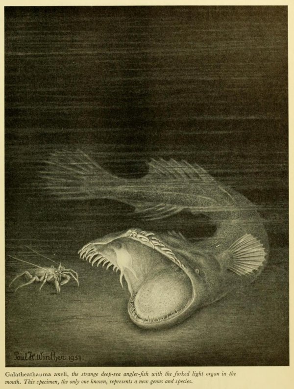 Тауматихты - странные существа морских глубин