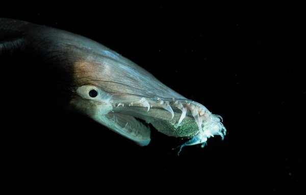 Тауматихты - странные существа морских глубин
