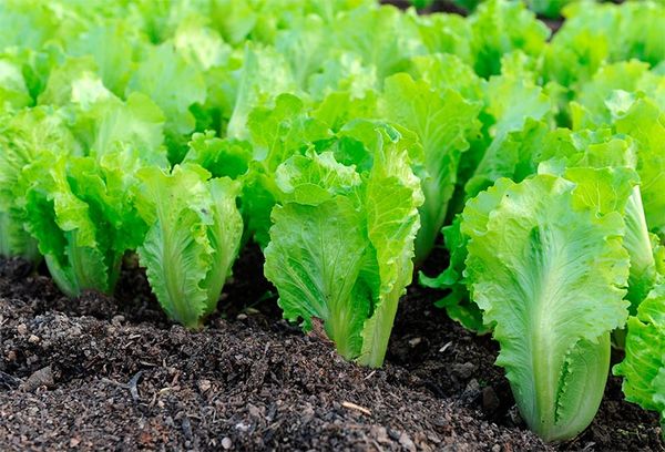Специалисты рассказали о полезных свойствах салата латук