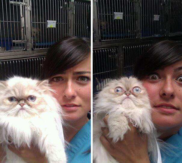 Смешные фотки котов, которых жизнь не готовила к визиту к ветеринару