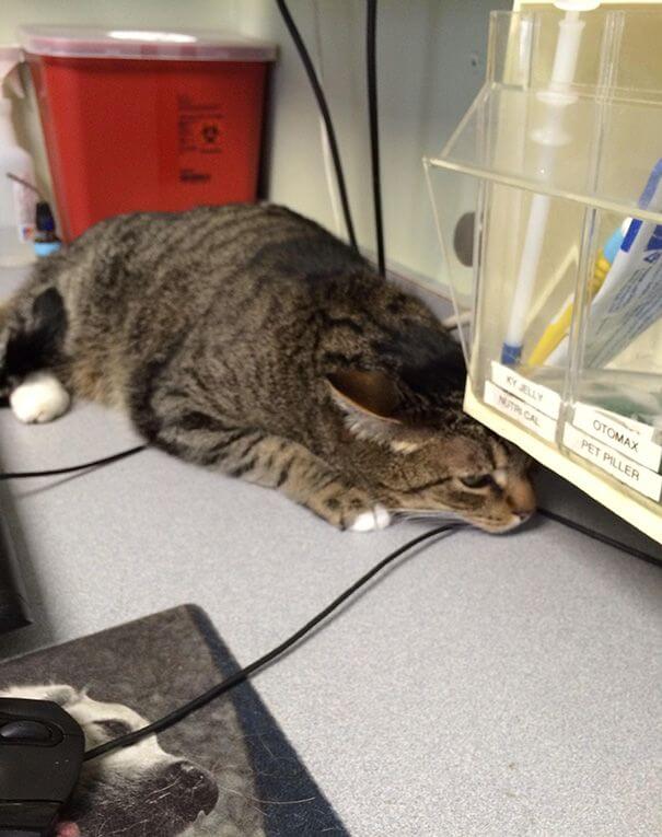Смешные фотки котов, которых жизнь не готовила к визиту к ветеринару