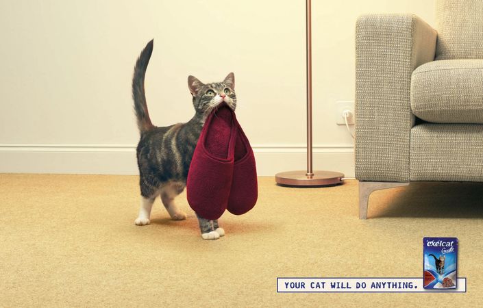 Самые веселые примеры «кошачьей» рекламы. ФОТО