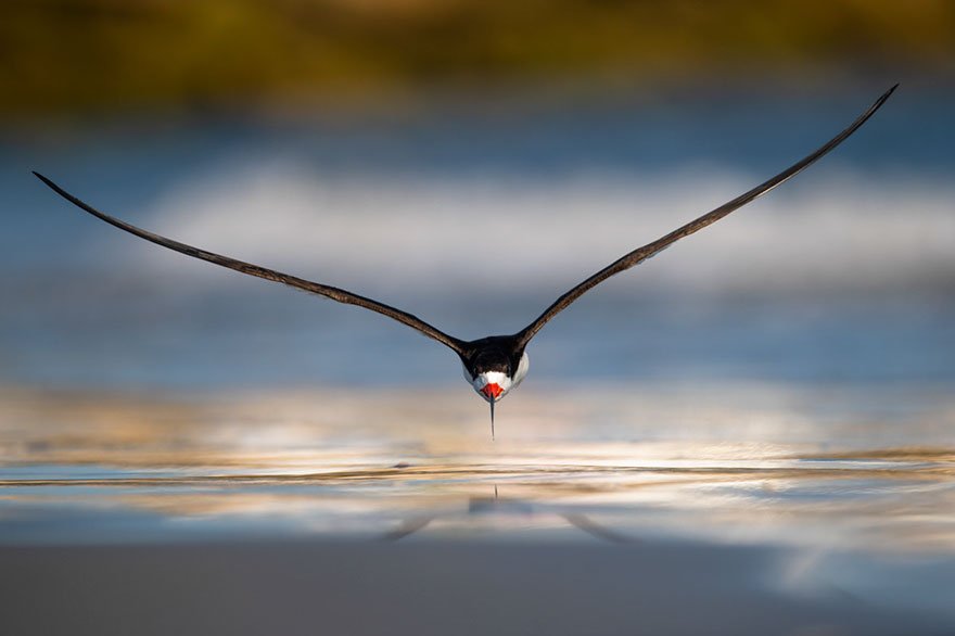 Победители фотоконкурса Bird Photographer of the Year 2019