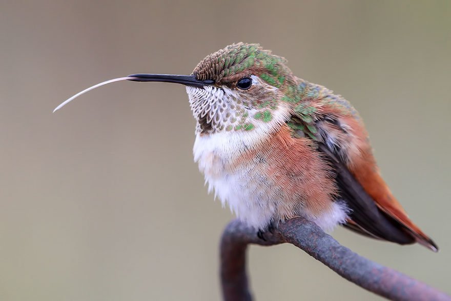 Победители фотоконкурса Bird Photographer of the Year 2019