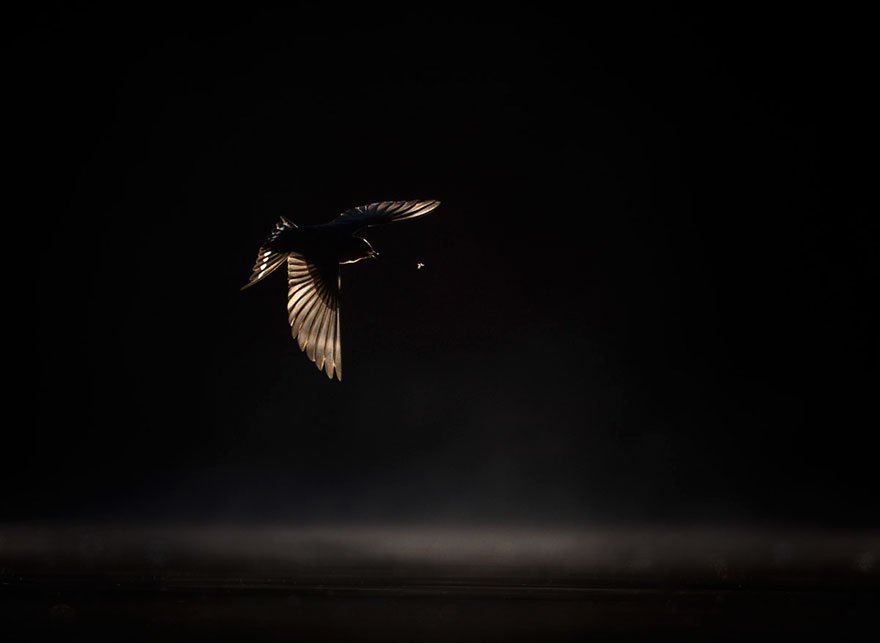 Победители фотоконкурса Bird Photographer of the Year 2019