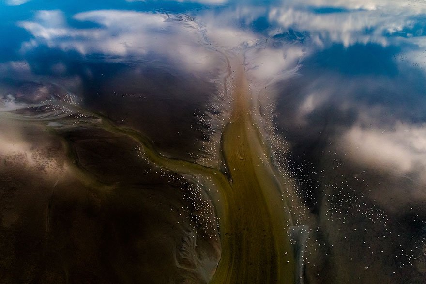 Победители фотоконкурса Bird Photographer of the Year 2019