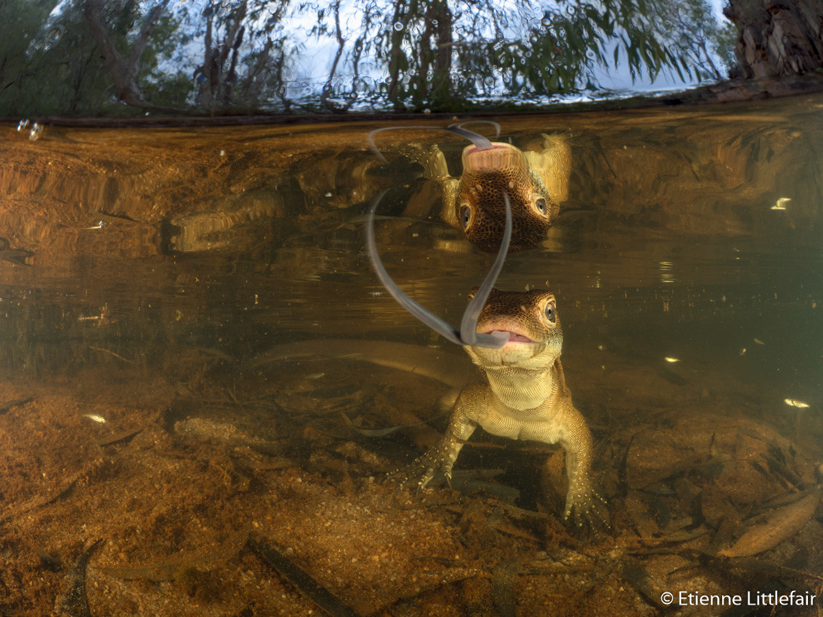 Победители Australian Geographic Nature Photographer of the Year 2019