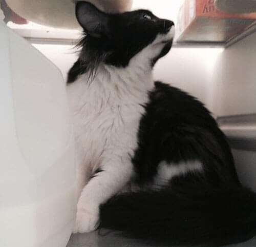 Кошка поплатилась за повышенную любовь к холодильнику. ФОТО