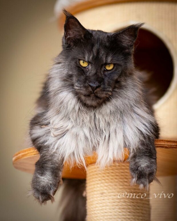В сети набирает популярность огромный кот породы мейн-кун. ФОТО