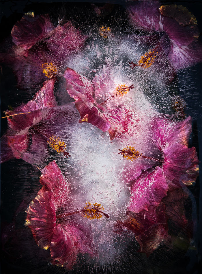 I Photograph Flowers In Ice