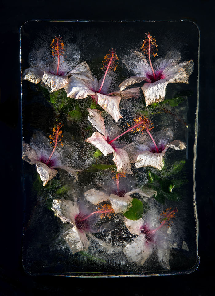 I Photograph Flowers In Ice