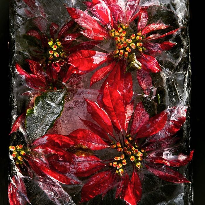 I Photograph Flowers In Ice