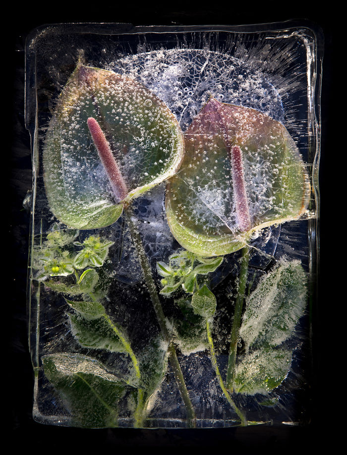 I Photograph Flowers In Ice