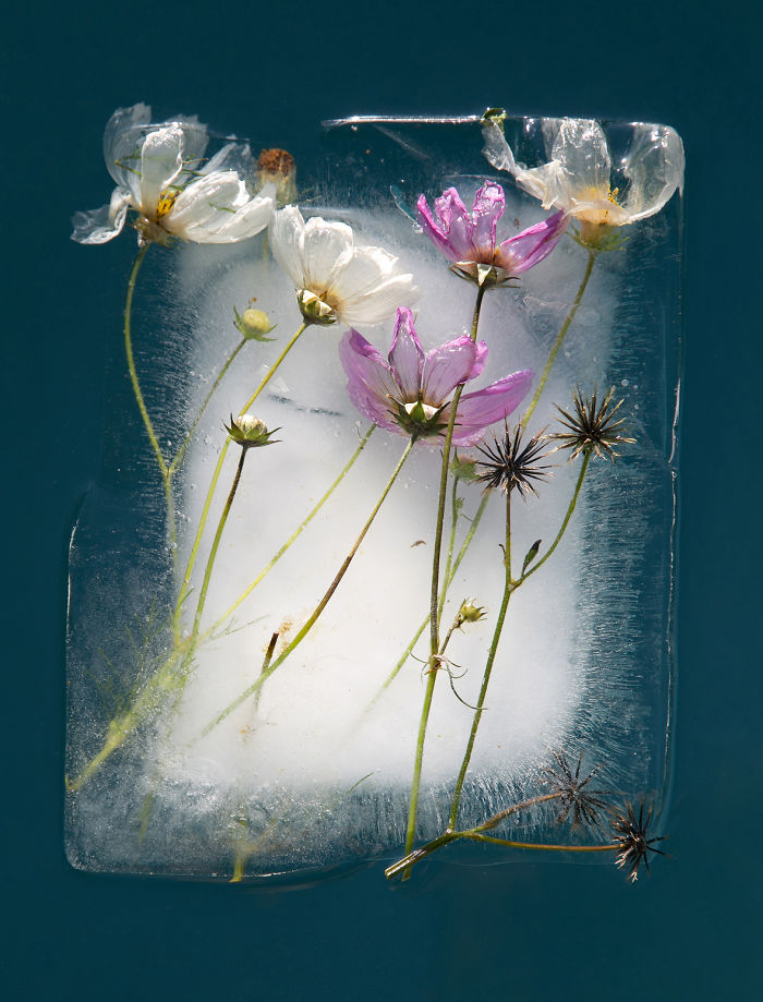 I Photograph Flowers In Ice